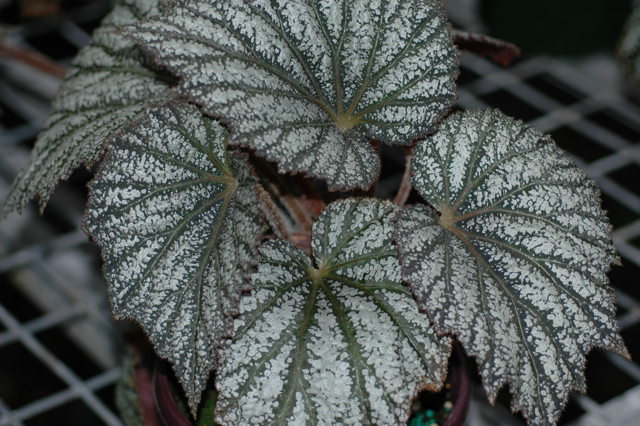 B. ‘Grey Ghost’